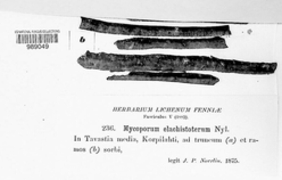 Mycoporum image